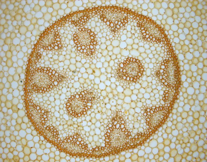 Imagen microscópica Convallaria majalis campo claro 4x - ZEISS Primostar 3