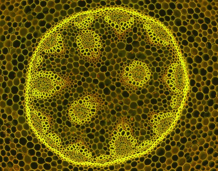 Imagen microscópica Convallaria majalis fluorescencia FITC 10x - ZEISS Primostar 3